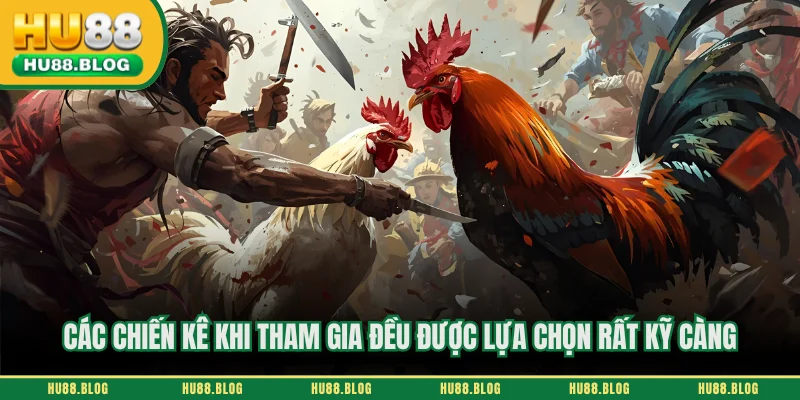 Các chiến kê khi tham gia đều được lựa chọn rất kỹ càng