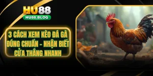 cách xem kèo đá gà