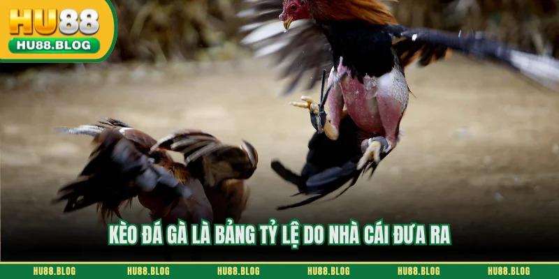 Kèo đá gà là bảng tỷ lệ do nhà cái đưa ra