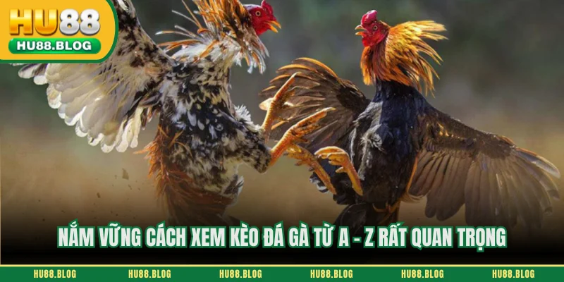 Nắm vững cách xem kèo đá gà từ A - Z rất quan trọng