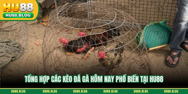 Tổng hợp các kèo đá gà hôm nay phổ biến tại HU88